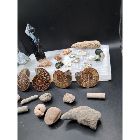 Ammonite, Orthoceras, Aquatic Fossils, Ocean Jasper Tumble and Palm Tower Bundle - Picture 2 of 7